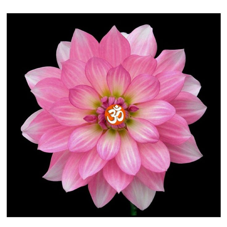 om digital photo studio
